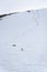 The Gentoo penguins travelling on a deep penguin highway on a snow covered hill, Danco Island, Antarctica