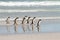 Gentoo penguins waddle out of the sea