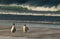 Gentoo penguins walking on a sandy beach during a stormy weather