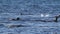 Gentoo penguins in the water