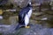 Gentoo pinguin in Oceanografic Aquarium Valencia