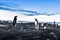 Gentu penguins in Antarctica looking at each other