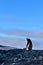 Gentu penguins in Antarctica during the molting season