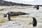 Gentu penguins in Antarctica during the molting season with a leopard seal