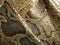 Genuine python skin, snakes with natural animalistic pattern, print.