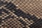 Genuine snakeskin. Leather texture background. Closeup photo.