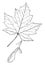 Genus Acer, L. Maple vintage illustration