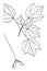 Genus Acer, L. Maple vintage illustration