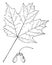 Genus Acer, L. Maple vintage illustration