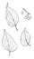 Genus Celtis, L. Hackberry vintage illustration