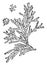 Genus Chamaecyparis, Spach. White Cedar vintage illustration