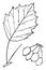 Genus Crataegus, L. Thorn vintage illustration