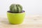 Genus Echinocactus Cactus a potted plant in a green pot