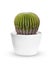 Genus Echinocactus Cactus a potted plant isolated over white