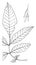 Genus Fraxinus, L. Ash vintage illustration