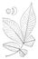 Genus Hicoria, Raf., Carya, Nutt. Hickory vintage illustration