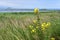 The genus Oenothera family Onagraceae ear the lake of Akhlestyshev on the island of Russian. Russia, Vladivostok