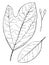 Genus Sassafras, Nees. Sassafras vintage illustration