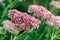 Genus Sedum Flower or stonecrop