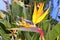 Genus strelitzia reginae orange bird flower