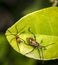 Genus zelus or assassin orange bugs hanging on a leaf