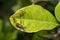 Genus zelus or assassin orange bugs hanging on a leaf