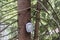 Geocache container hanging on spruce tree