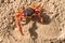 Geocarcinus sp `Touloulou` red crab