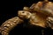 Geochelone sulcata. African turtle Spurs