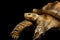 Geochelone sulcata. African turtle Spurs