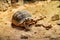 Geochelone sulcata land desert turtle