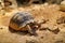 Geochelone sulcata land desert turtle