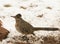 Geococcyx californianus, Greater Roadrunner sitting in snow