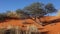 Geoffroea decorticans and spinifex plants on orange sand dune in Kalahari Desert in Namibia