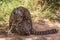 Geoffroy cat, Ocelot at Samaipata Bolivia.