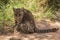 Geoffroy cat, Ocelot at Samaipata Bolivia.