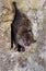 Geoffroy`s bat Myotis emarginatus