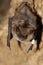 Geoffroy`s bat Myotis emarginatus