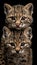 Geoffroy s cat and kitten portrait, with ample space on the left for text placement