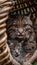 Geoffroy s cat and kitten portrait with ample space for text, object on the side