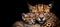 Geoffroy s cat and kitten portrait with text space, ideal for captions and messages