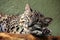 Geoffroy\'s cat (Leopardus geoffroyi).