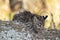 Geoffroy\\\'s cat, Leopardus geoffroyi, in Calden Forest environment ,