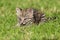 Geoffroy\\\'s cat, Leopardus geoffroyi, in Calden Forest environment