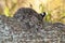 Geoffroy\\\'s cat, Leopardus geoffroyi, in Calden Forest environment ,