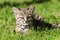 Geoffroy\\\'s cat, Leopardus geoffroyi, in Calden Forest environment