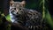 Geoffroy's cat, Leopardus geoffroyi, a wild cat native to South America