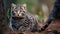 Geoffroy's cat, Leopardus geoffroyi, a wild cat native to South America