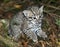 Geoffroy`s Cat, oncifelis geoffroyi, Kitten