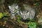 Geoffroy`s Cat, oncifelis geoffroyi, Kittens